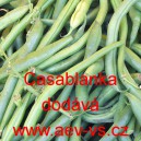 Fazol keř&iacute;čkov&yacute; Casablanka