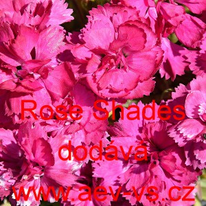 Hvozdík sivý Rose Shades