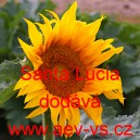 Slunečnice ročn&iacute; Santa Lucia