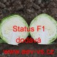 Zelí hlávkové bílé hybridní Status F1