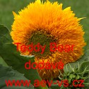 Slunečnice ročn&iacute; Teddy Bear