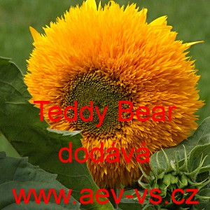 Slunečnice ročn&iacute; Teddy Bear