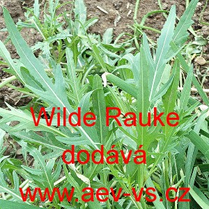 Křez tenkolistý Wilde Rauke