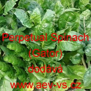 Mangold Perpetual Spinach (Gator)