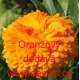 Měsíček lékařský Oranžový