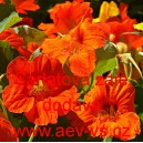 Lichořeři&scaron;nice vět&scaron;&iacute;, kapuc&iacute;nka &Scaron;arlatov&aacute; z&aacute;ře