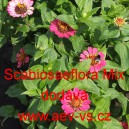 Ost&aacute;lka sličn&aacute;, lep&aacute; Scabiosaeflora Mix