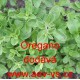 Dobromysl obecná, oregano