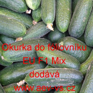 Okurka setá nakládačka hybridní partenokarpická do fóliovníku EU F1 Mix